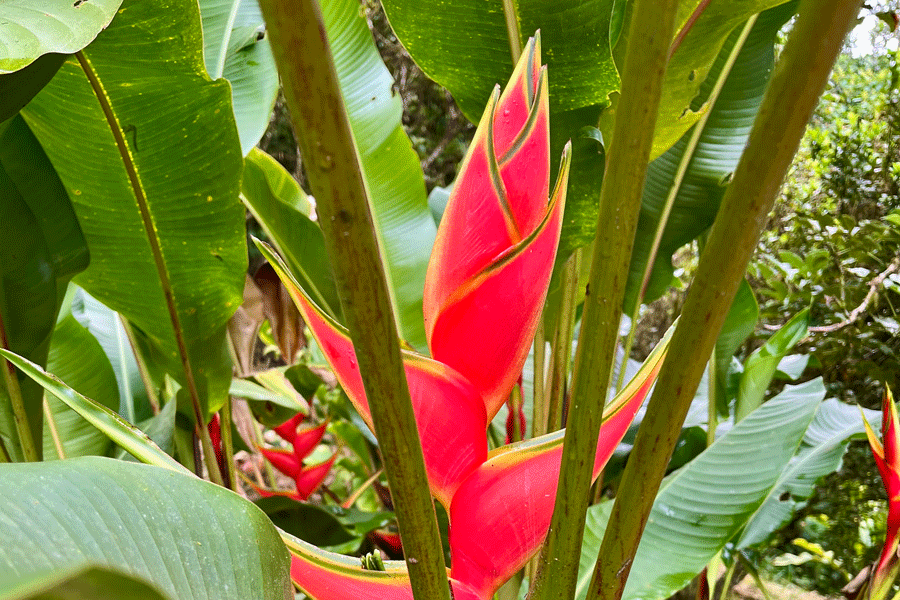 heliconia_900_600-1