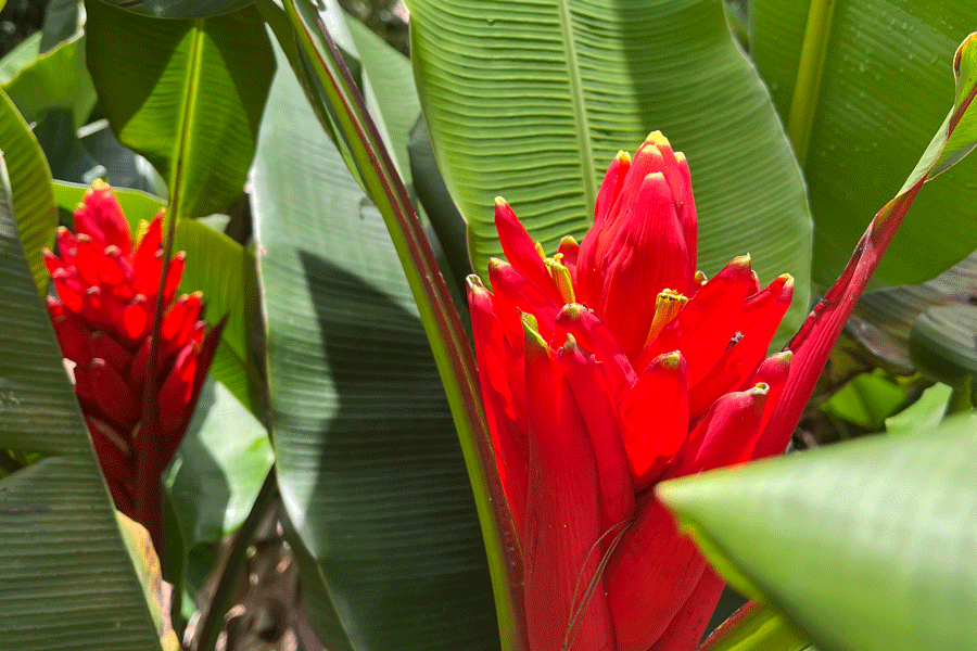 heliconia_900_600-2